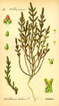 Illustration Salicornia europaea.jpg