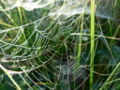 Dew-covered-spider-web.jpg