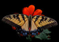 Eastern Tiger Swallowtail Papilio glaucus Female.jpg