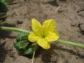 Cucumis melo flower.jpg