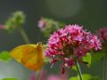 Butterfly-flower.jpg