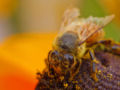Bee-pollen-4.jpg