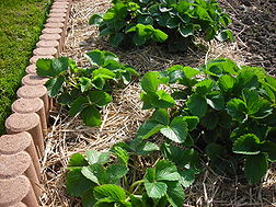 Le paillage est le fait de répandre une couche végétale protectrice (généralement de la paille) sur le sol. Cette technique à de nombreux avantages pour le jardinier et notre environnement. Les principaux sont la conservation de l'humidité ce qui évite l'évaporation et de multiples arrosages, sources de gaspillage et de gêner la germination des herbes indésirables.