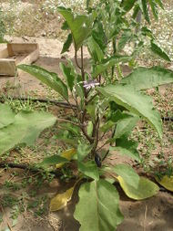 Solanum melongena.jpg