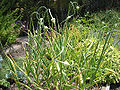Allium scorodoprasum potager.jpg