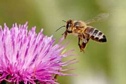 Honeybee landing on milkthistle.jpg