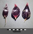 Allium scorodoprasum caïeux.jpg