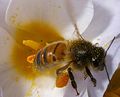 Abeille-pollen.jpg
