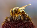 Bees Collecting Pollen.jpg