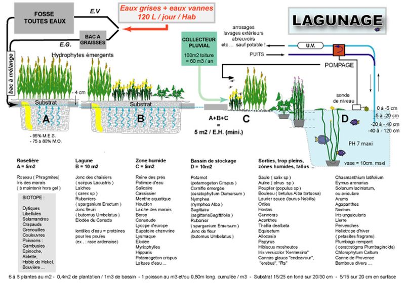 Fichier:Principe lagunage macrophytes.jpg