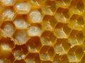 Bienenwabe mit Eiern und Brut.jpg