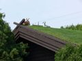 Goats-on-green-roof.jpg