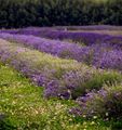 Lavender-Field.jpg