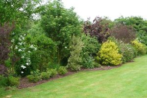 Haie naturelle de senteurs.jpeg