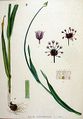 Allium scorodoprasum herbarium.jpg