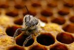 La disparition des abeilles préoccupe les scientifiques