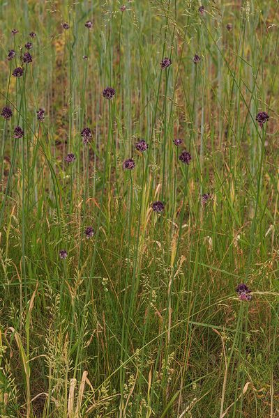 Fichier:Allium scorodoprasum habitat.jpg