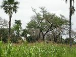 Sorgho sous Faidherbia albida et borasses au Burkina Faso.