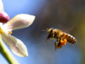 Bee-pollen.jpg