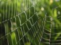Dew-and-spiderweb.jpg