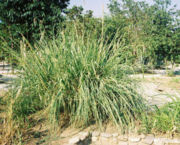 La téosinte : plante proche de l'ancêtre sauvage du maïs.