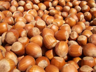Hazelnuts.jpg