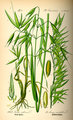 Illustration Avena sativa0.jpg