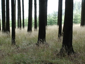 Forest-25.jpg