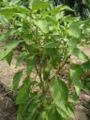 Fichier:Capsicum annuum.jpg