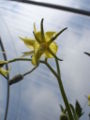 Fichier:Solanum lycopersicum flower.jpg