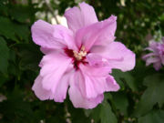 Hibiscus-syriacus.jpg