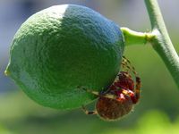 Lime-spider.jpg