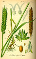 Illustration Triticum-aestivum.jpg