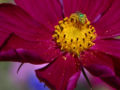 Fichier:Green-bug-on-flower.jpg