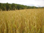 Wheat-3.jpg