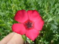 Fichier:Linum grandiflorum flower.jpg