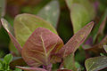 Atriplex hortensis folia.jpg