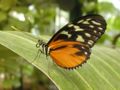 Fichier:Butterfly-5.jpg
