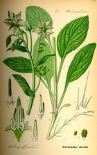 Illustration Borago officinalis0.jpg
