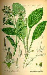 Illustration Borago officinalis0.jpg