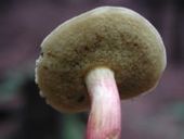 Mushroom-4.jpg