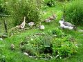 Enten und G C3 A4nse als Gartenhelfer.jpg
