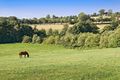 Cheval et haies Bocage normand.jpeg
