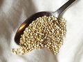 Quinoa-graines.jpg