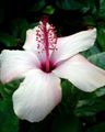 Hawaiian Flower.JPG