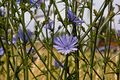Cichorium chicoree chicory Flickr.jpg