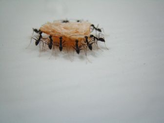 Bien qu'elles ne soient pas particulièrement nuisibles, les fourmis peuvent devenir gênantes. Néanmoins pas besoin de les tuer, pourquoi ne pas juste les repousser avec un antifourmis.