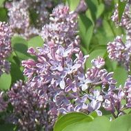 Syringa vulgaris.jpg